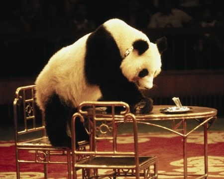 Sortie d'un panda d'un cirque itinérant