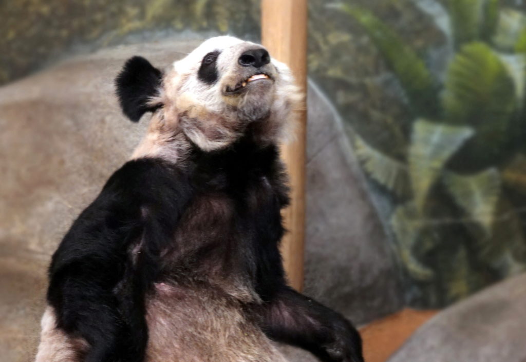 Panda dans la nature